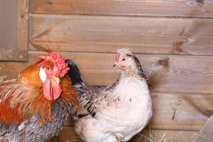 A rooster and a hen