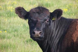 Cow