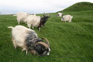 Goats