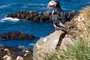 Puffin at Látrabjarg