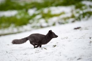 Arctic fox 