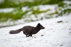 Arctic fox