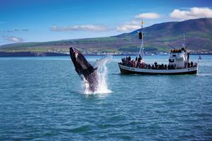 Humpback whale jumping near Húsavík
