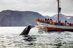 Humpback whale