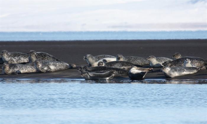 Things to do in North Iceland - Seals watching Things to do in North Iceland - Seals watching
