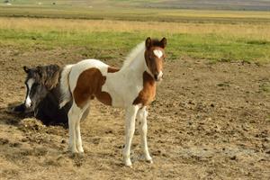 Icelandic horses at Skútustaðir