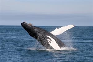Whale watching from Húsavík