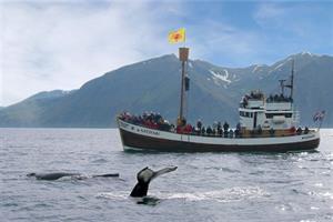 Whale watching from Húsavík