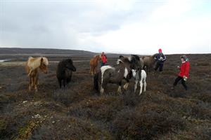 Icelandic horses