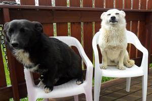 Dogs