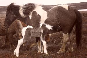 A mare and a foal