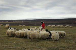 Feeding the sheep