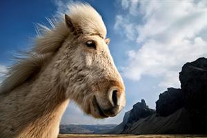Icelandic horse