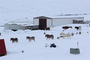 Icelandic horses at Heydalur