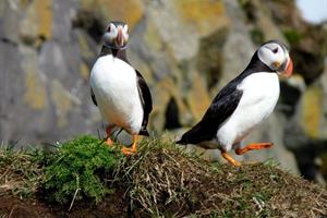 Puffins at Cape Dyrhólaey