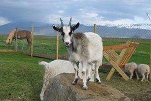 Goats
