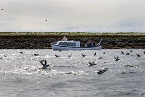 Puffin Express -Puffins