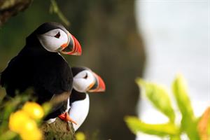 Puffin Express -Puffins resting on a beautiful summer day