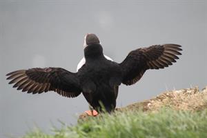 Puffin Express -About to take off