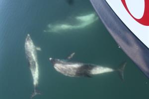 Dolphins 