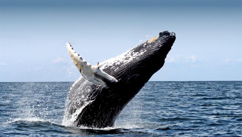 Humpback Whale breaching near Reykjavik Humpback Whale breaching near Reykjavik
