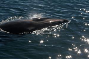 Minke whale