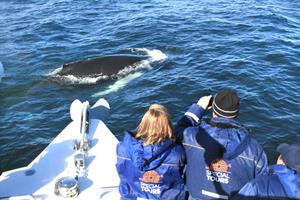 Surfacing close to the boat