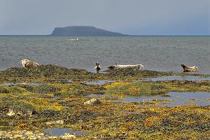 Seals on the shore