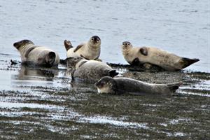Seals on the shore