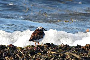 Turnstone on the shore