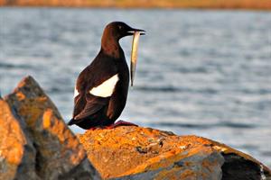 Black Guillemot with its catch