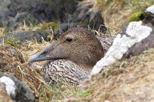 Eider