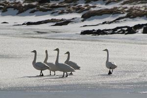 Whooper swans