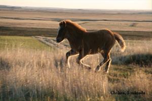 Foal at Dalbær III