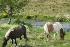 Icelandic horses