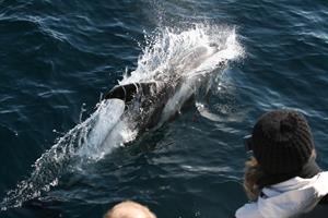 Playful dolphins close to the boat