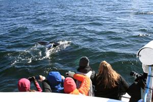 Surfacing close to the boat
