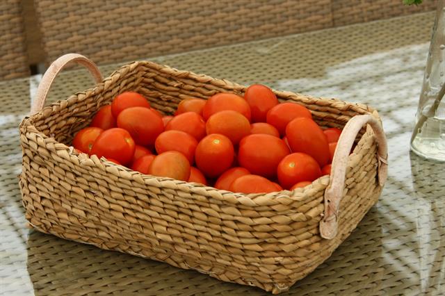 Geothermally grown tomatoes