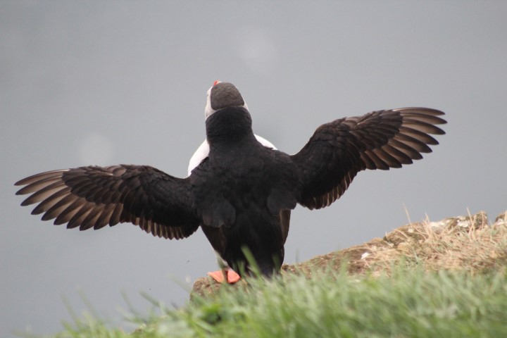 Puffins in Papey Puffins in PapeyG