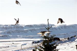 Scenery in winter