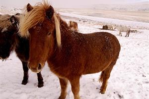 Icelandic horses