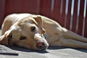 Labrador Isabella